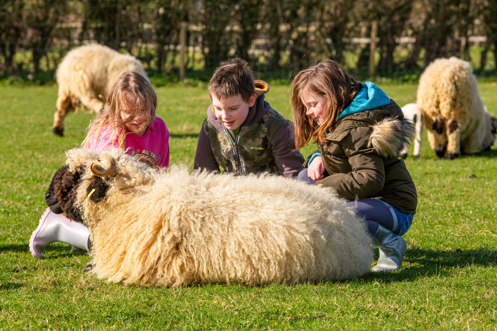 IOWRB-Children & Young People - Fun @ The Farm block mentored by Isle of Wight Rare Breeds CIC