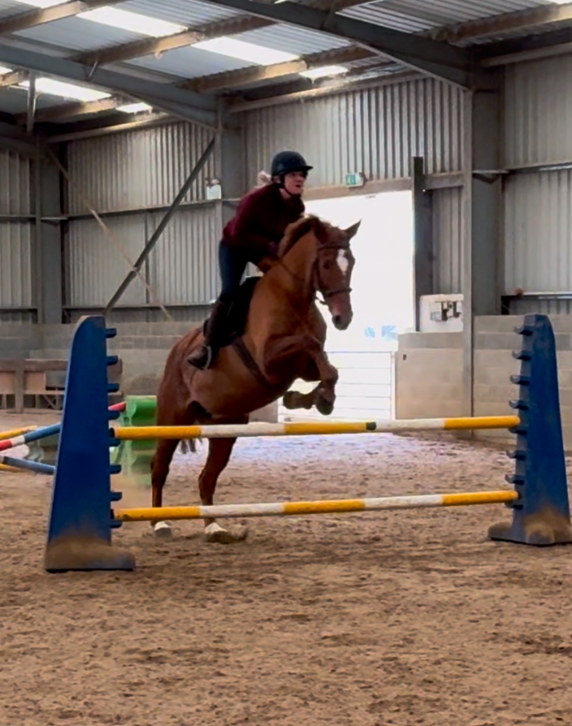 Stainsby Stud Horse Riding and Care - image 2