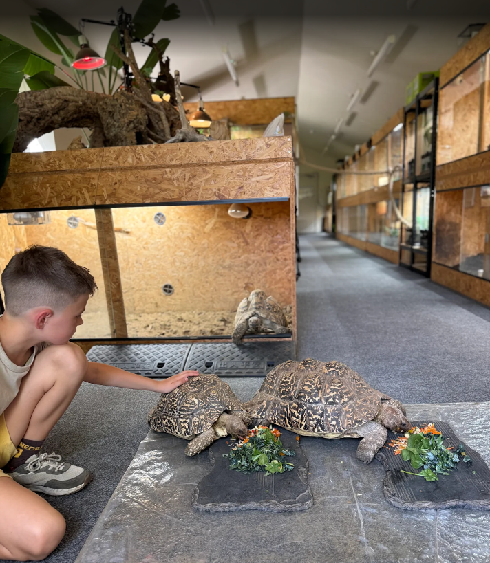 Reptile Ranger Holiday Activities & Food Club - image 5