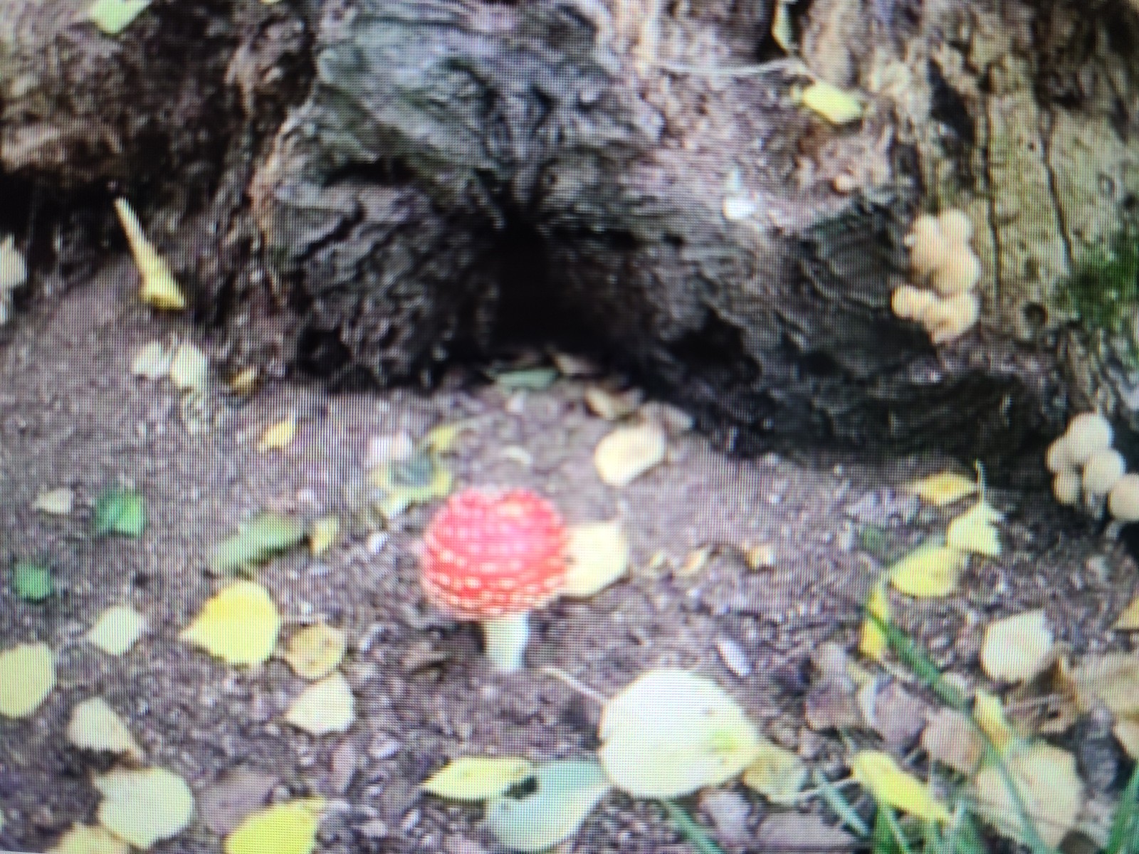 Nexus Trailblazer: A walk in Epping Forest - image 6