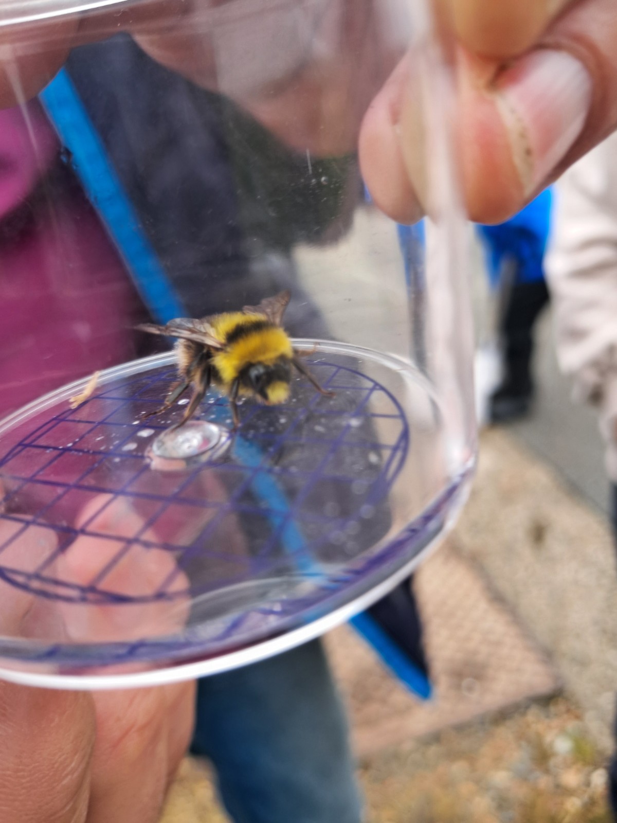 Wildlife Watch Bees and Butterflies - image 3