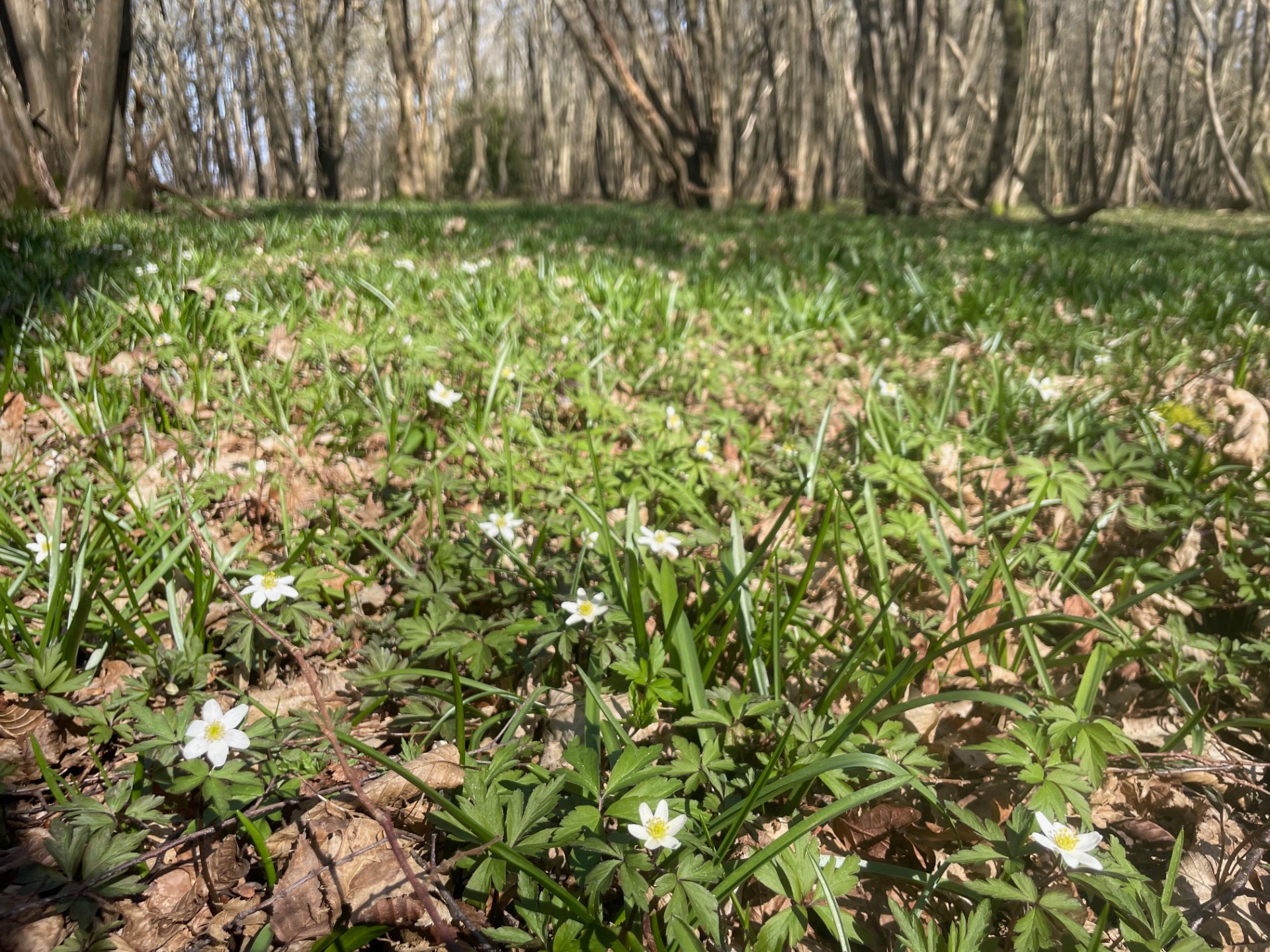 Coppicing Day block mentored by Crawley into the Green