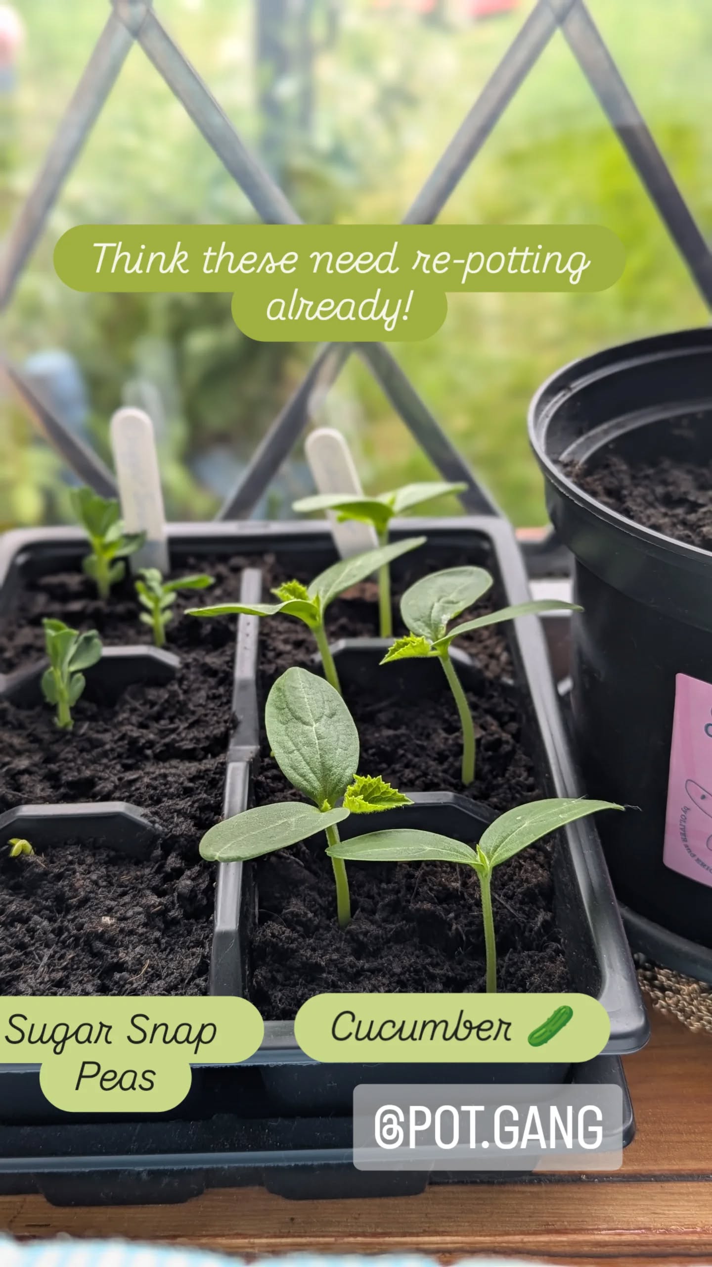 VEG + HERB GROWING KIT - image 17