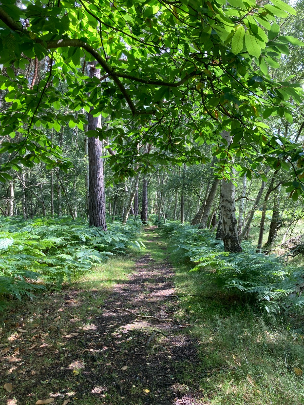 Mindful Nordic Walking and Forest Bathing block mentored by Charlotte Atkinson