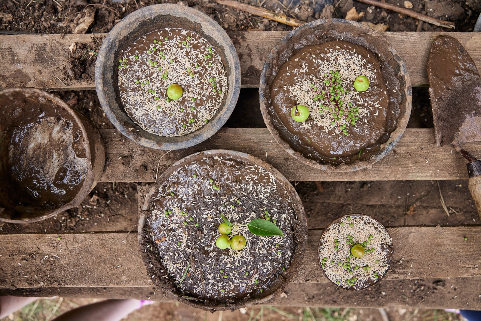 Acorn Hollow - Saplings - Nature Art Sessions - image 12