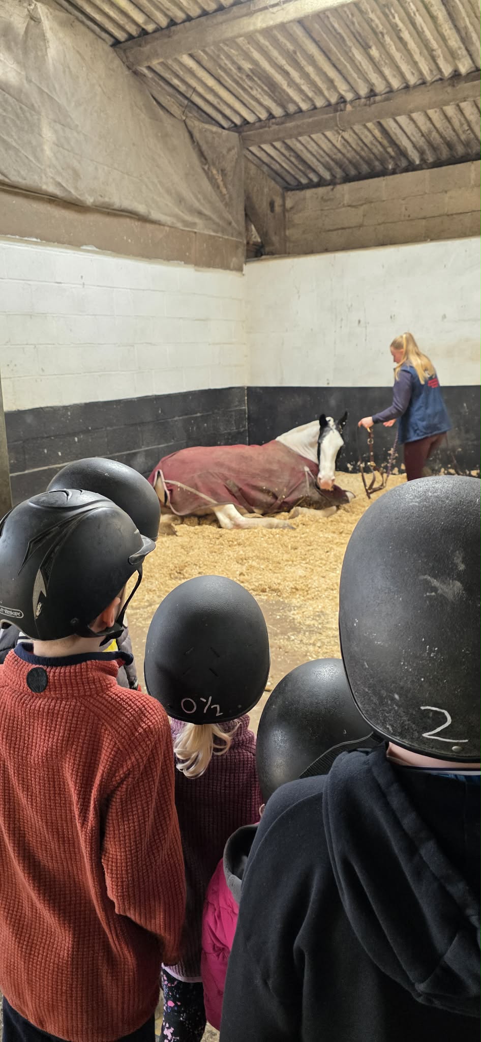 Secondary Horse & Pony Experience @HowdenEques - image 6