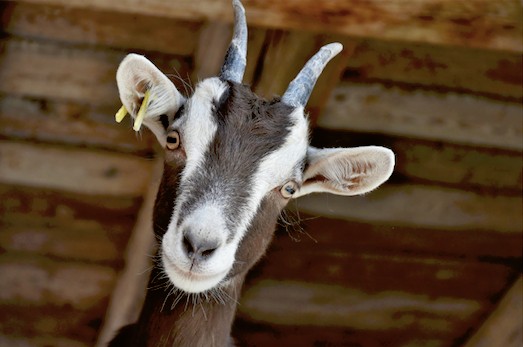 HAF Cookery and games on the farm! block mentored by Heart of BS13