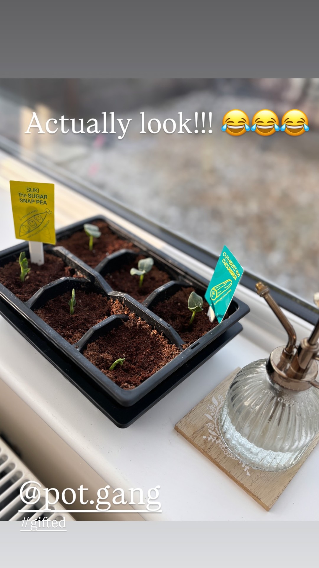 VEG + HERB GROWING KIT - image 16