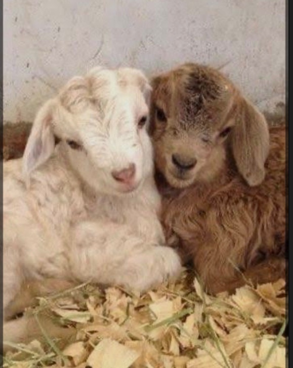 La Stars Easter HAF - image 2