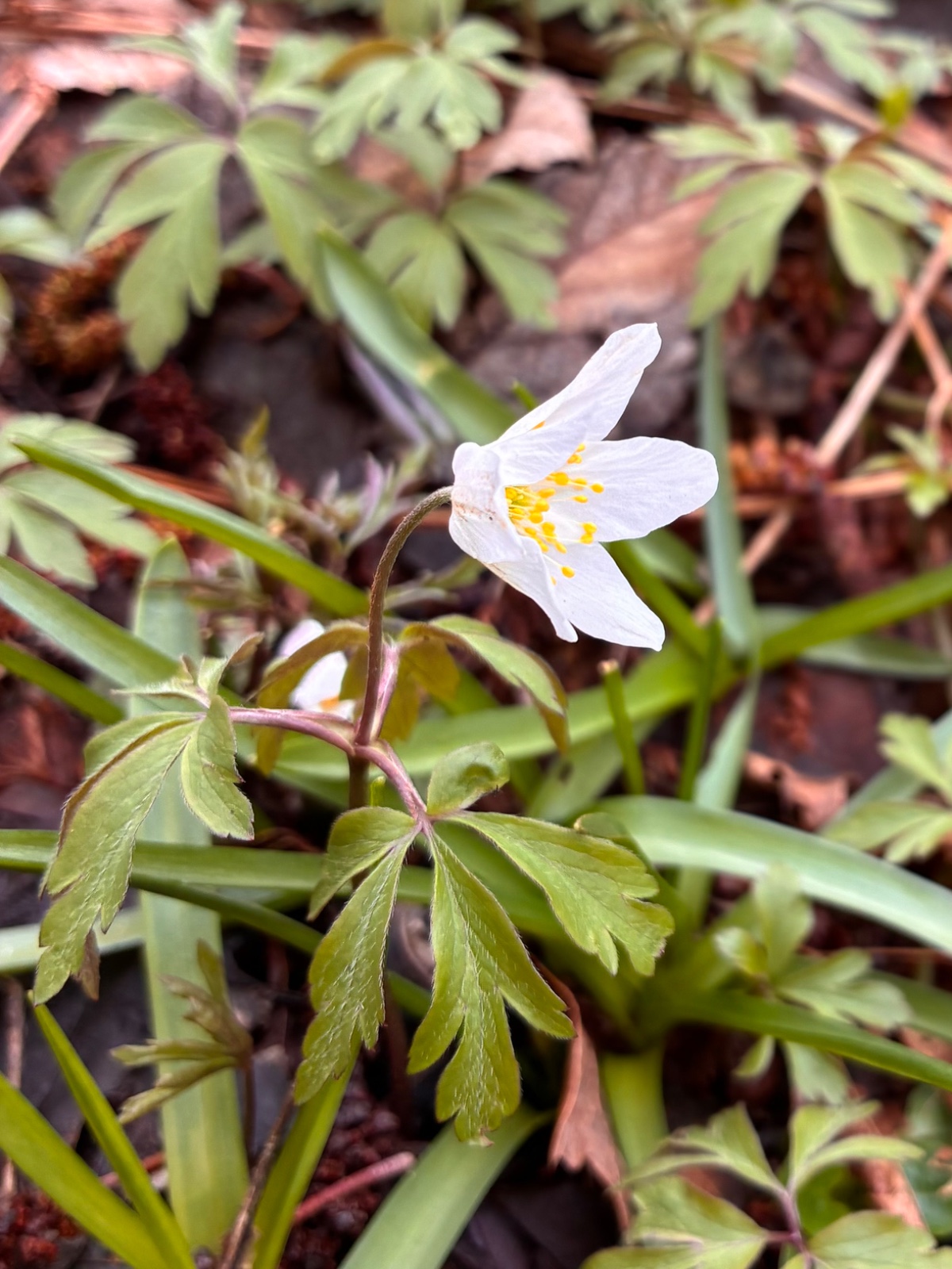 Wednesday Volunteers - image 3