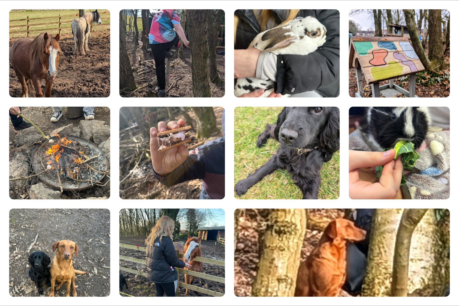 Furry Friends Therapy - SOT Winter Club - image 2