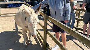 Motiv8 Havant HAF - Donkey Sanctuary - image 2