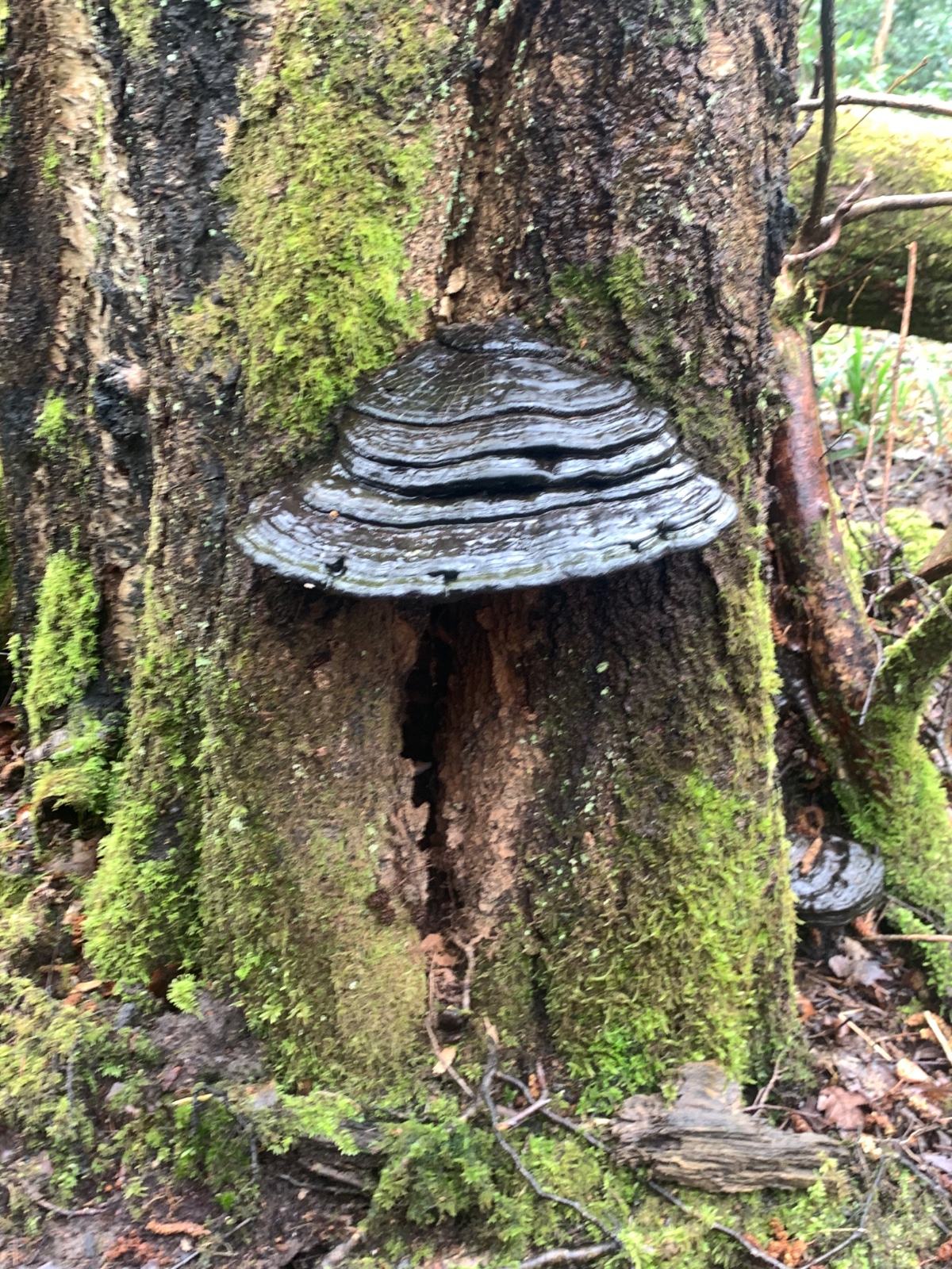 Fungi, Fire and Family Fun! - image 23