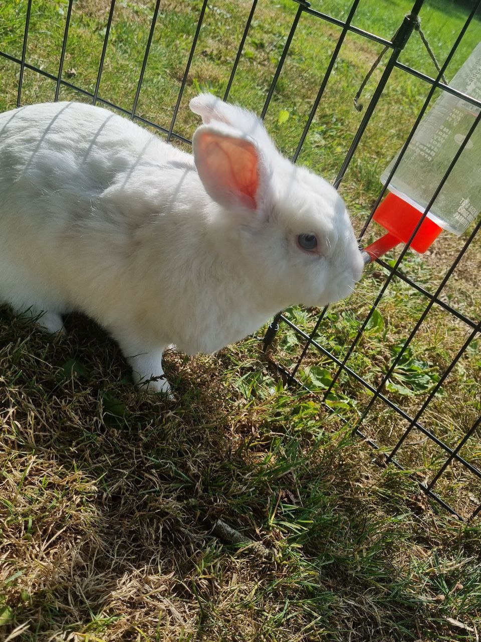 Wild Science - Animal petting -SEND only - image 10