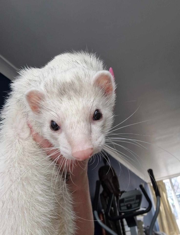 Animal Encounter, Crafts, Nature Camp - image 4