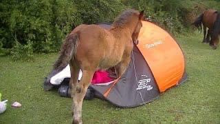 SAFE Equestrian's Winter Fuelled - image 2