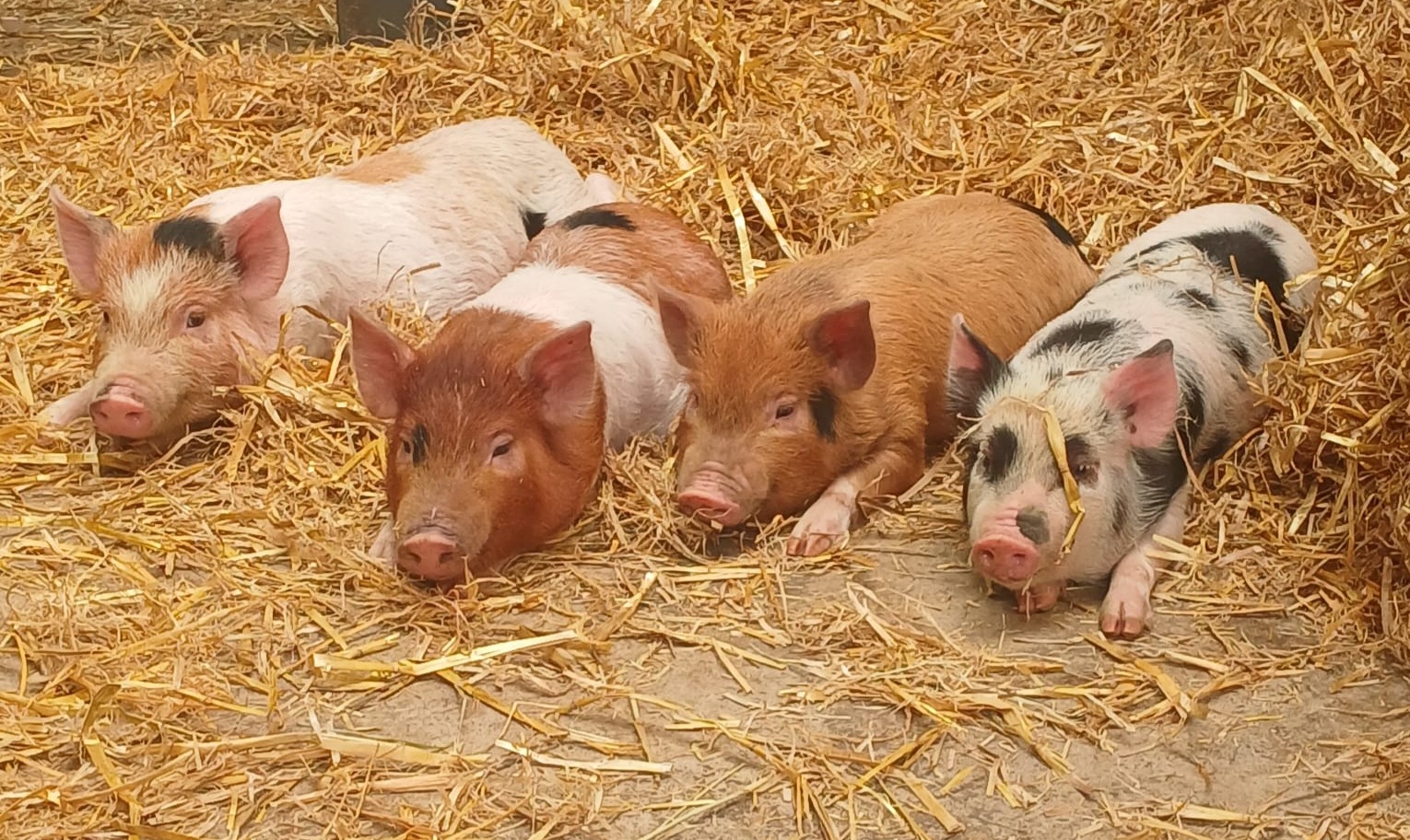 SEND Animal Experiences @ Aldbrough - image 3