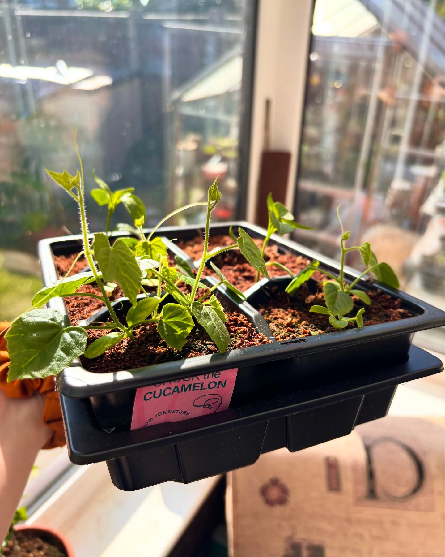 VEG + HERB GROWING KIT - image 12