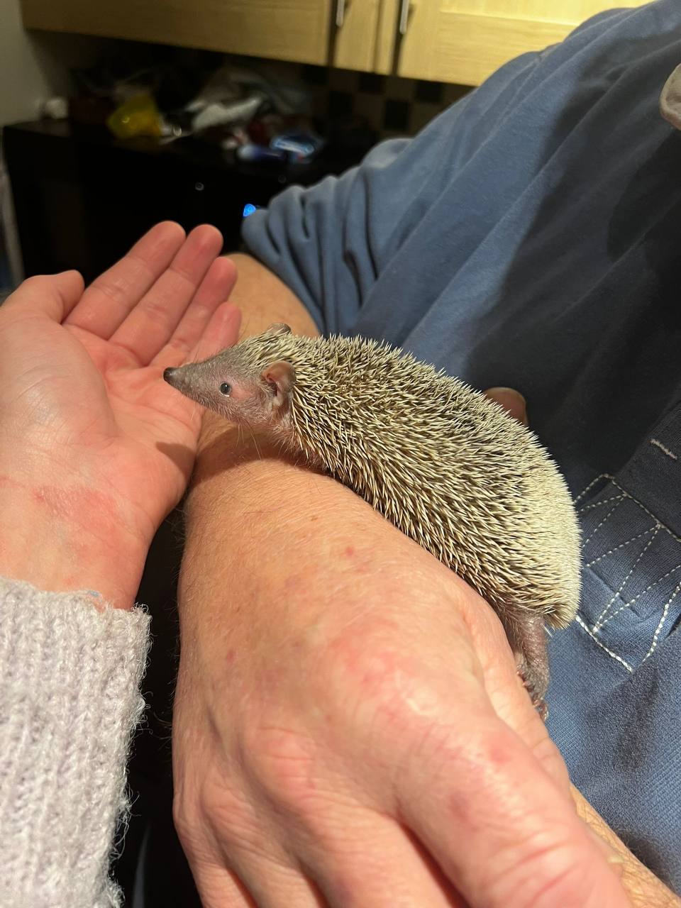 Wild Science - Animal petting -SEND only - image 9