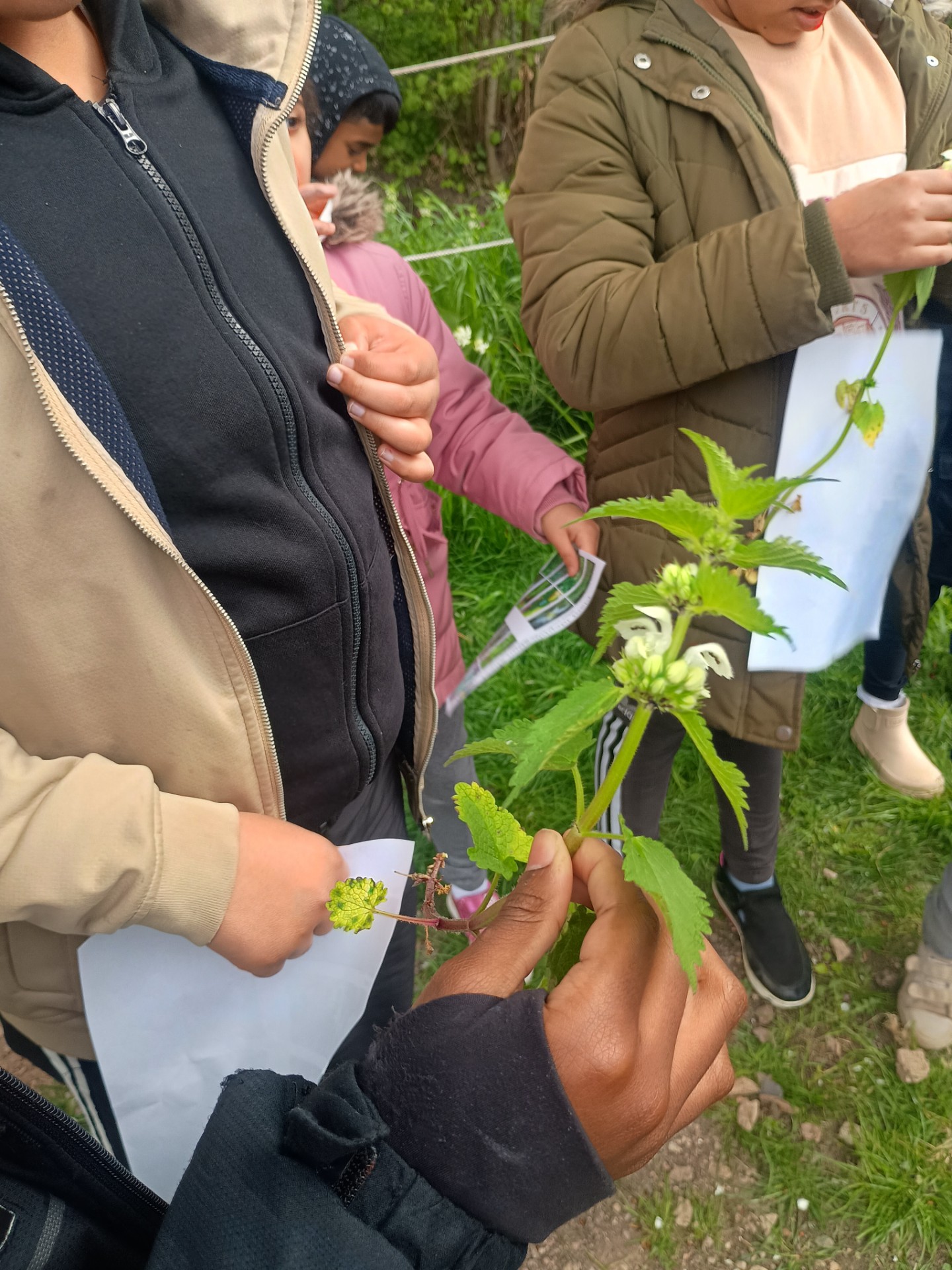 LOPC - HAF Club - Over 8s - image 6