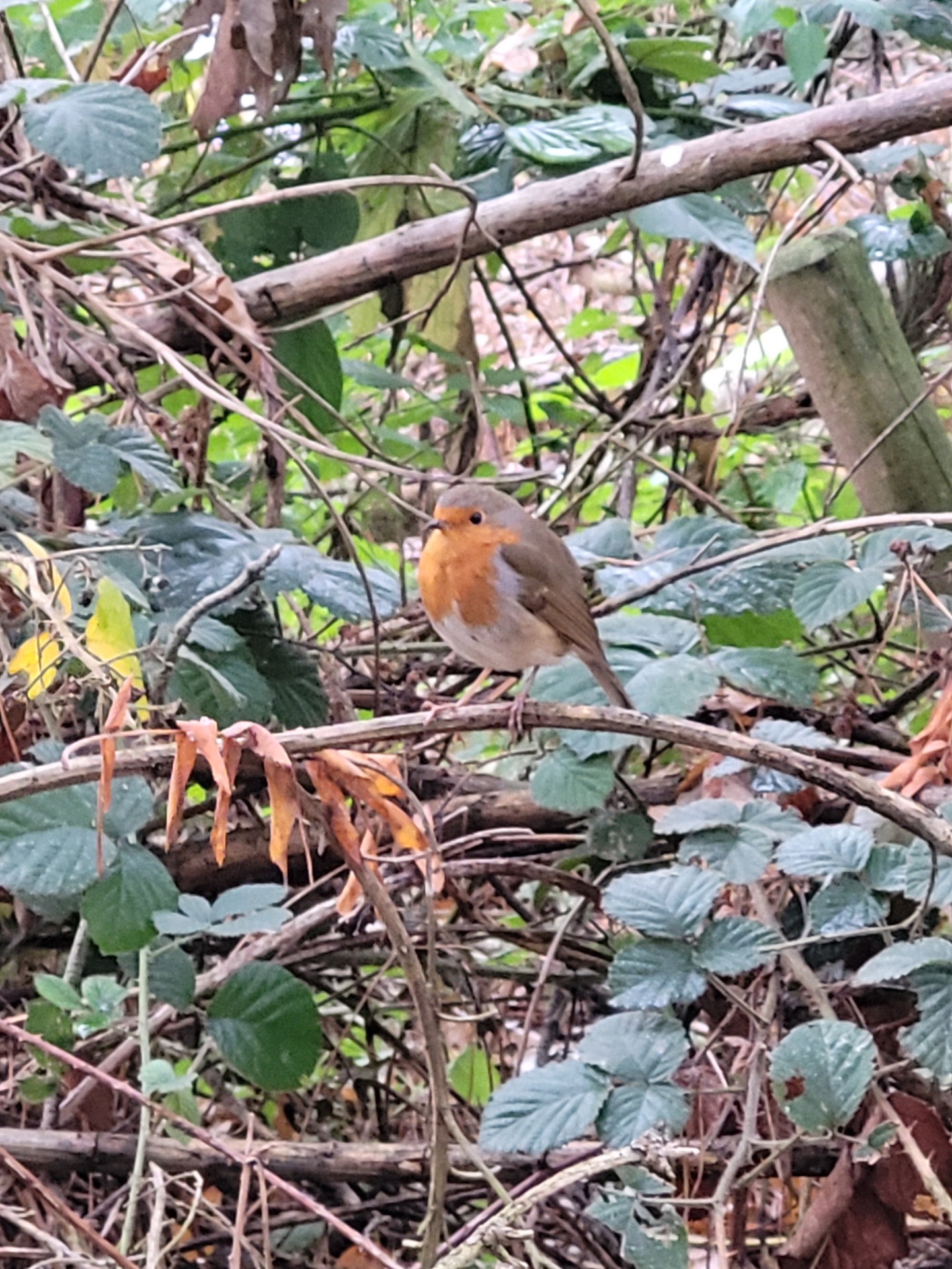 Wassailing at Dapdune Wharf, Guildford - image 3