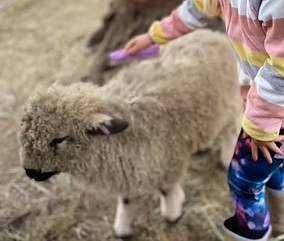 Purple Pig Farm @ Fenchurch Family Hub block mentored by Fenchurch & Octagon Family Hubs