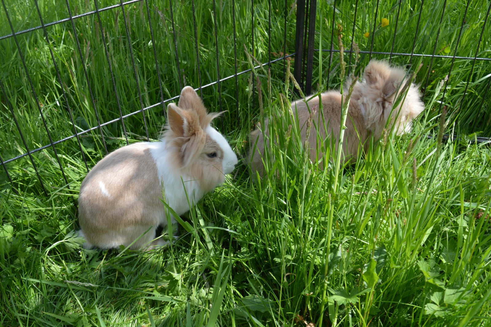 Animal Assisted Interactions in Nature - image 5