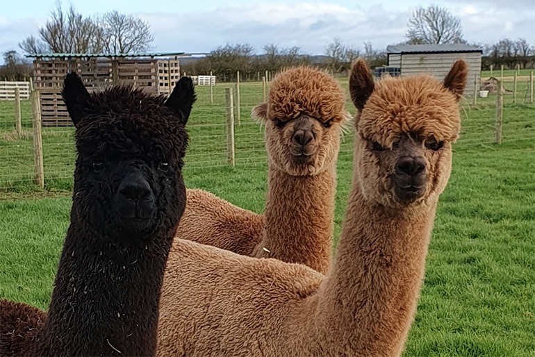 SEND Animal Experiences @ Aldbrough - image 2