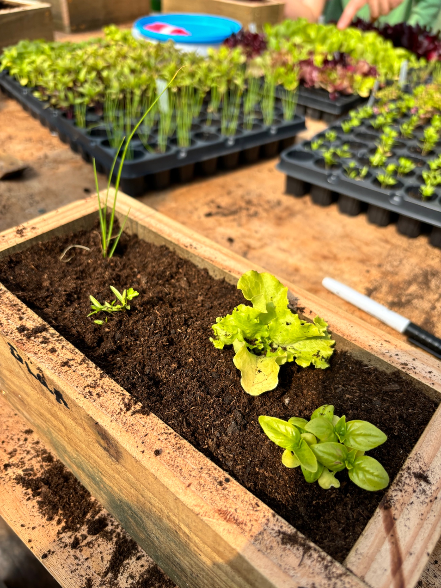 Make Your Own Mini Garden - image 5