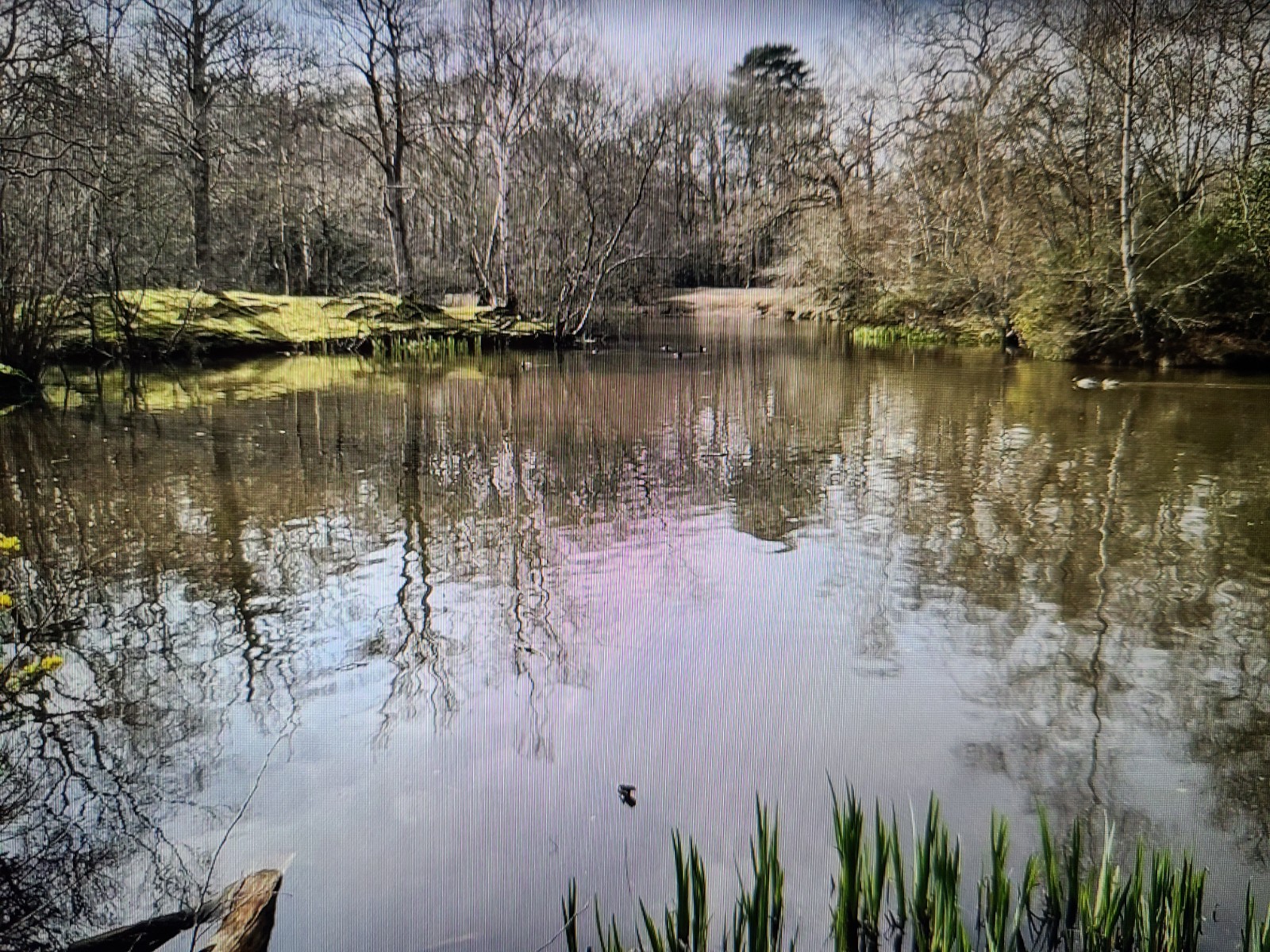 Nexus Trailblazer: A walk in Epping Forest - image 3