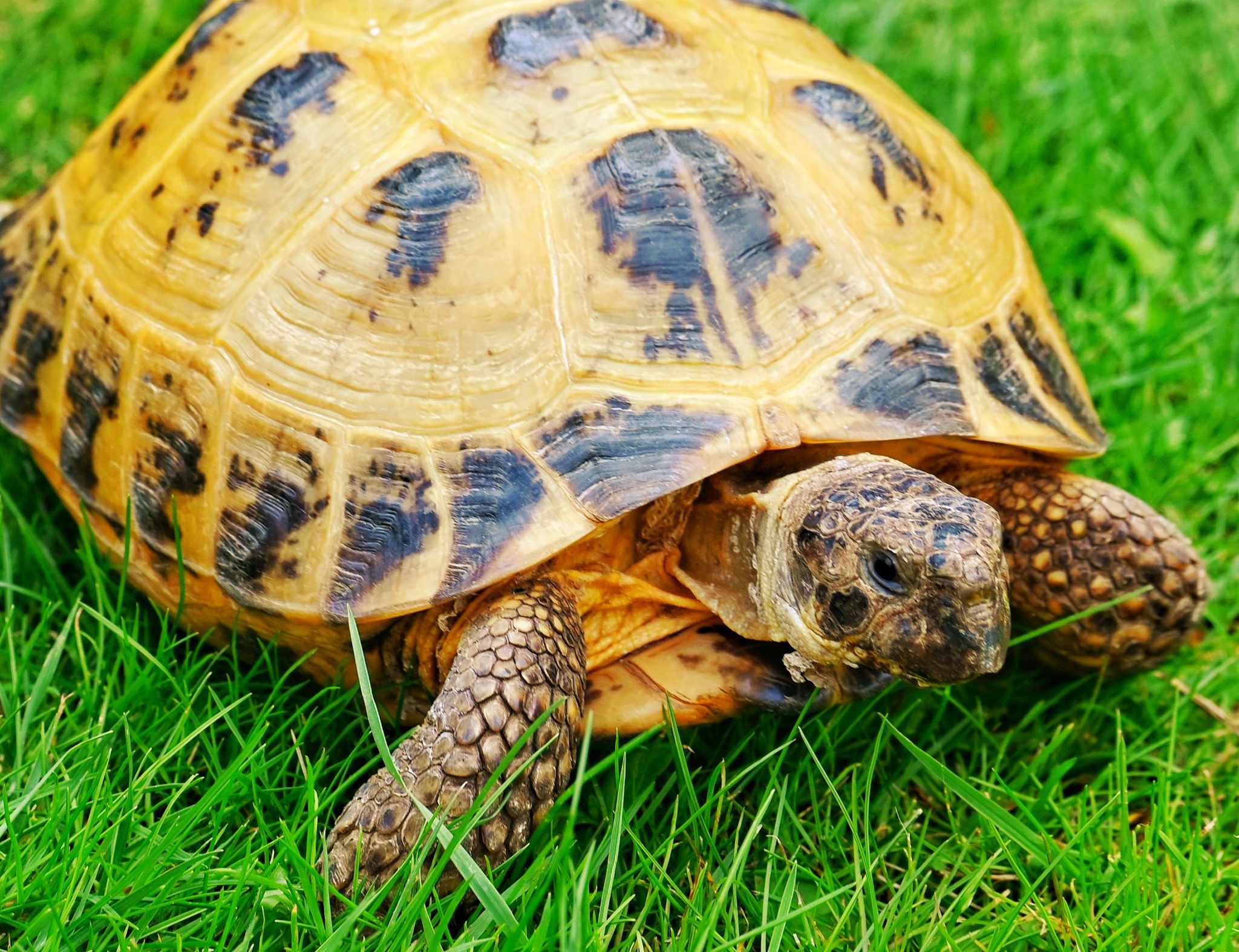 Pets4People Animal Explorers block mentored by Pets4People