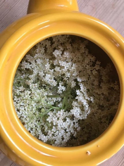 Thornham Walks Forest Bathing - image 37