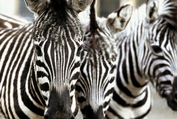EHCP Twycross Zoo - image 5