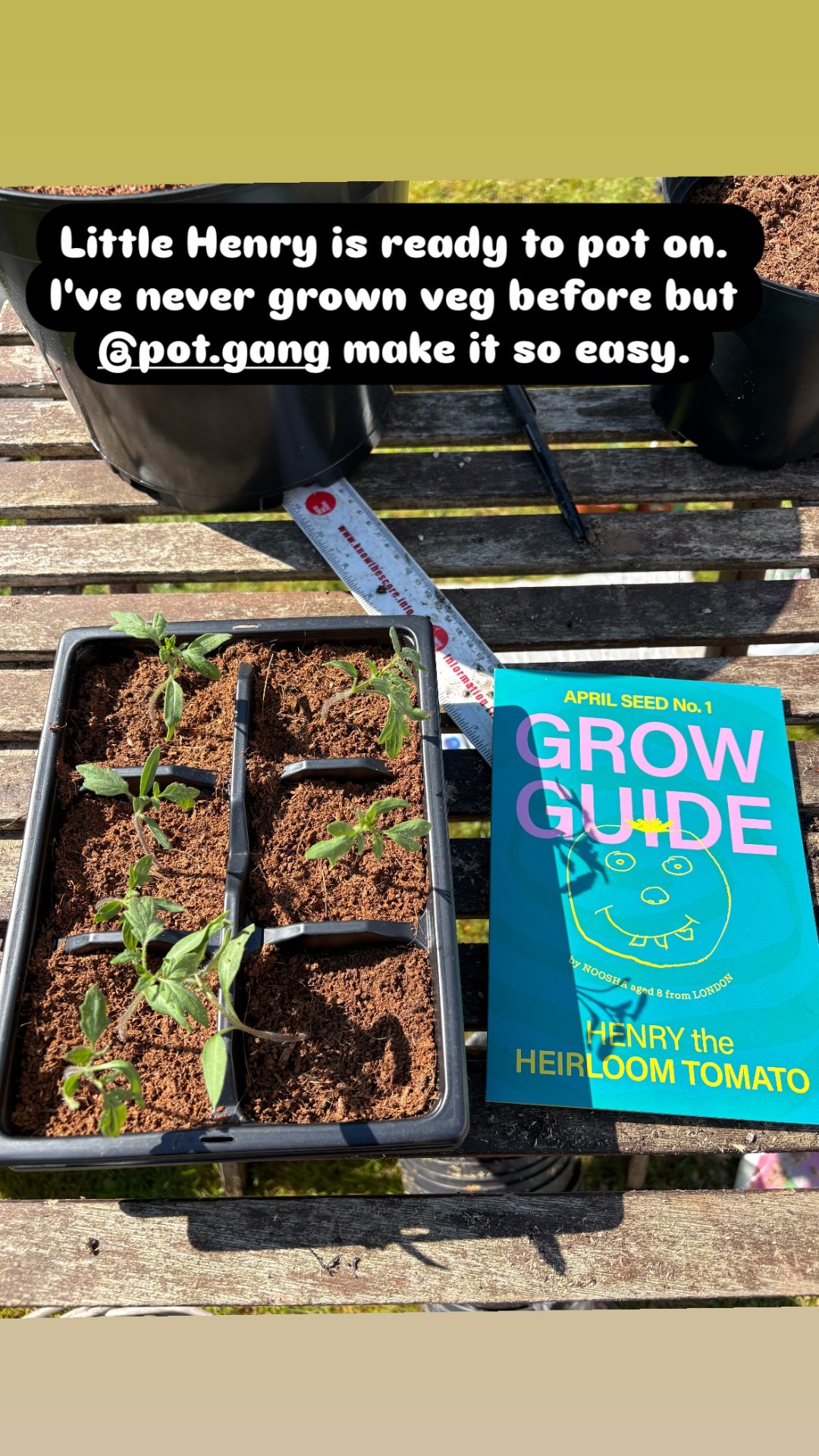 VEG + HERB GROWING KIT - image 9