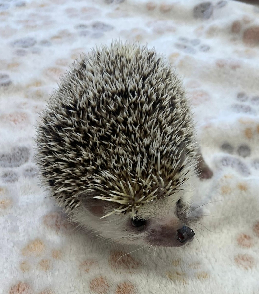 North Family Hub - Holiday Activities block mentored by Family Hubs