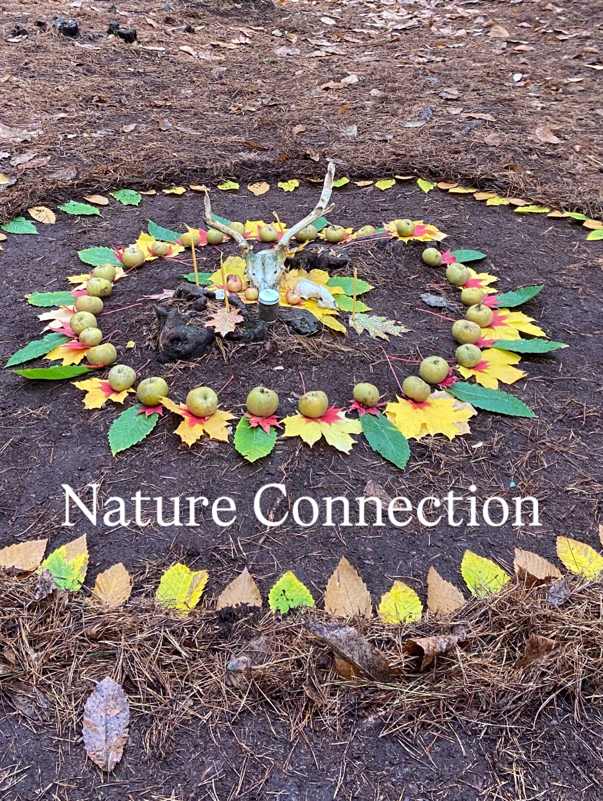 New Weekly Home Ed Forest School - image 6