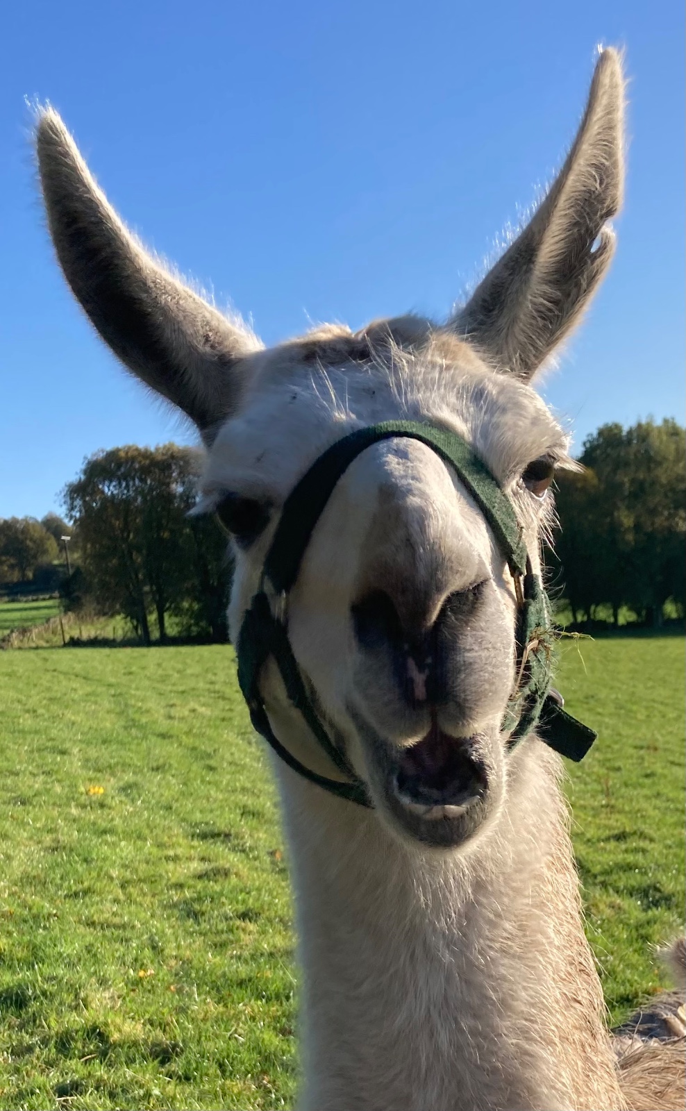 Simpli Life - Easter on the Farm - image 4