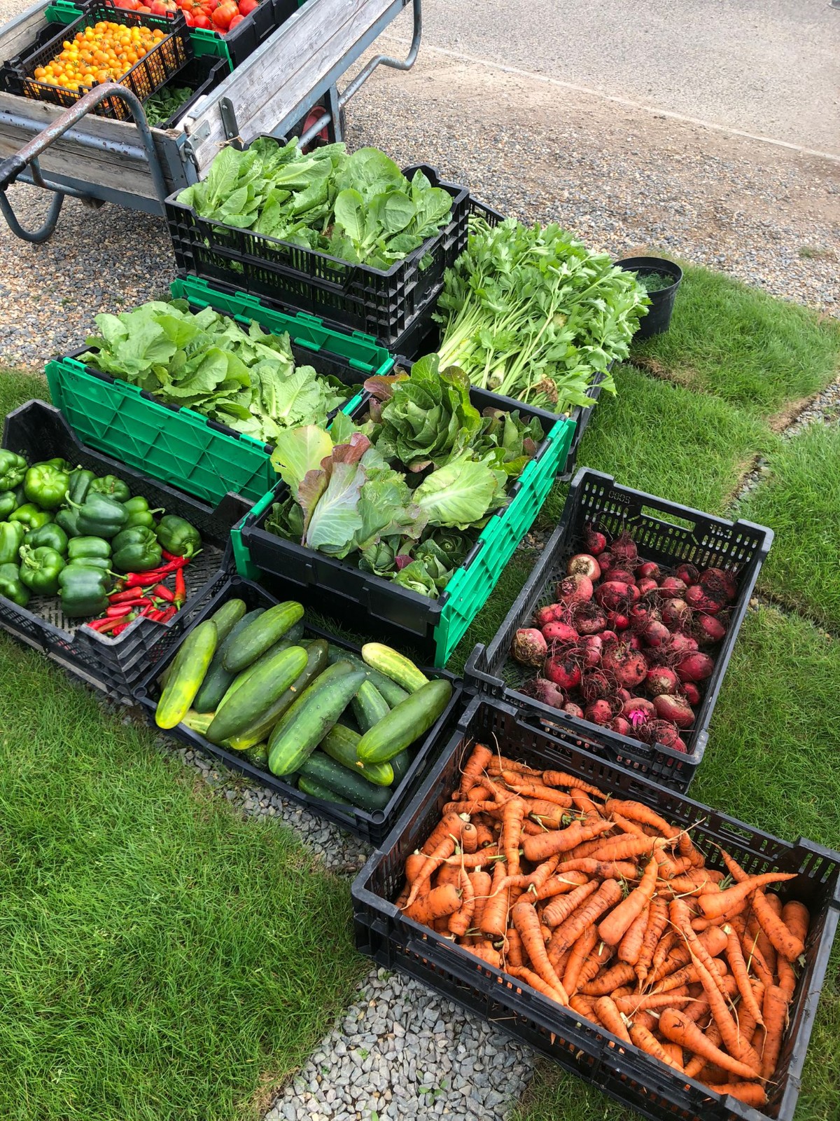 Worthy Earth Gardening Camp - image 2