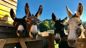 Motiv8 Havant HAF - Donkey Sanctuary block mentored by Motiv8 South Ltd
