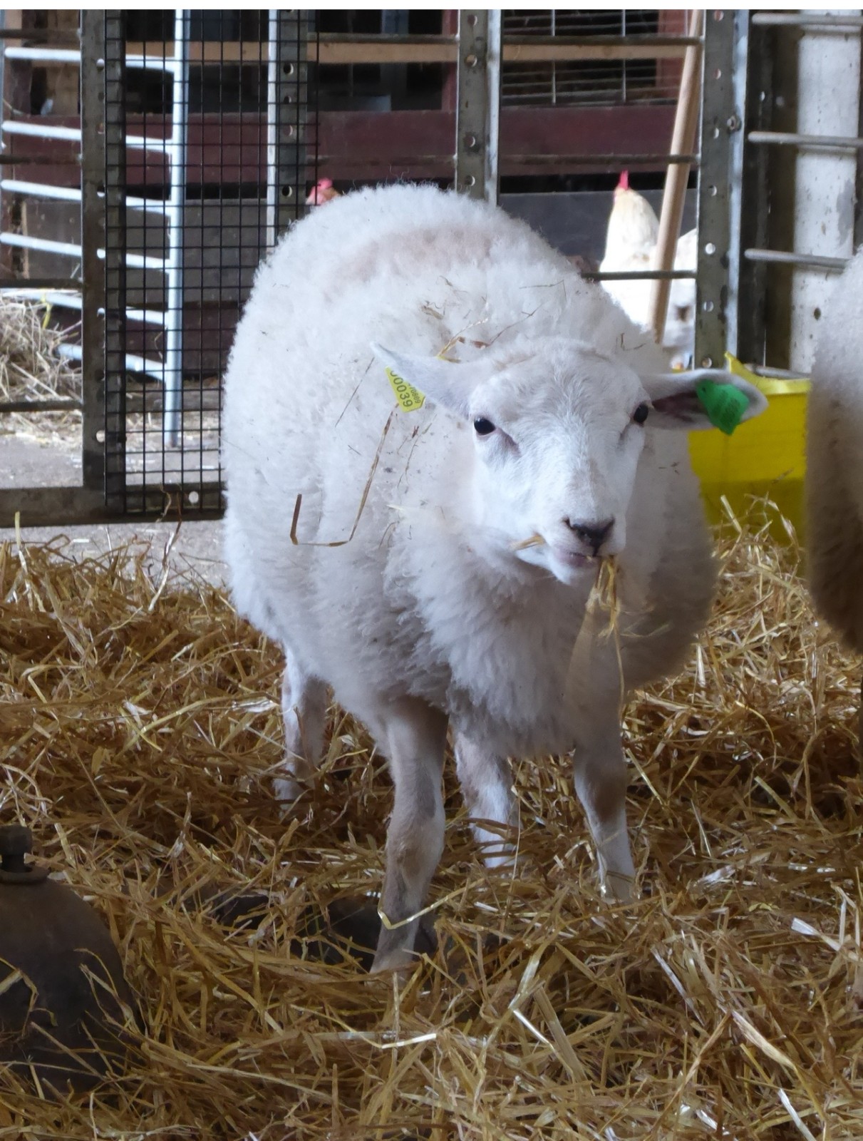 Animal Experiences@Little Haven Farm Hedon - image 2
