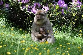 Doves Care - Trentham Monkey Forest - image 3