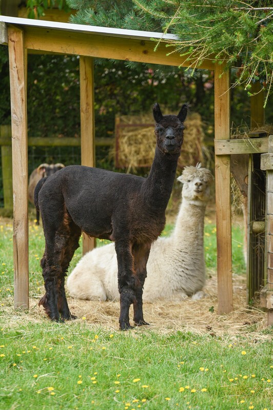 Blacon Adventure Playground - image 15