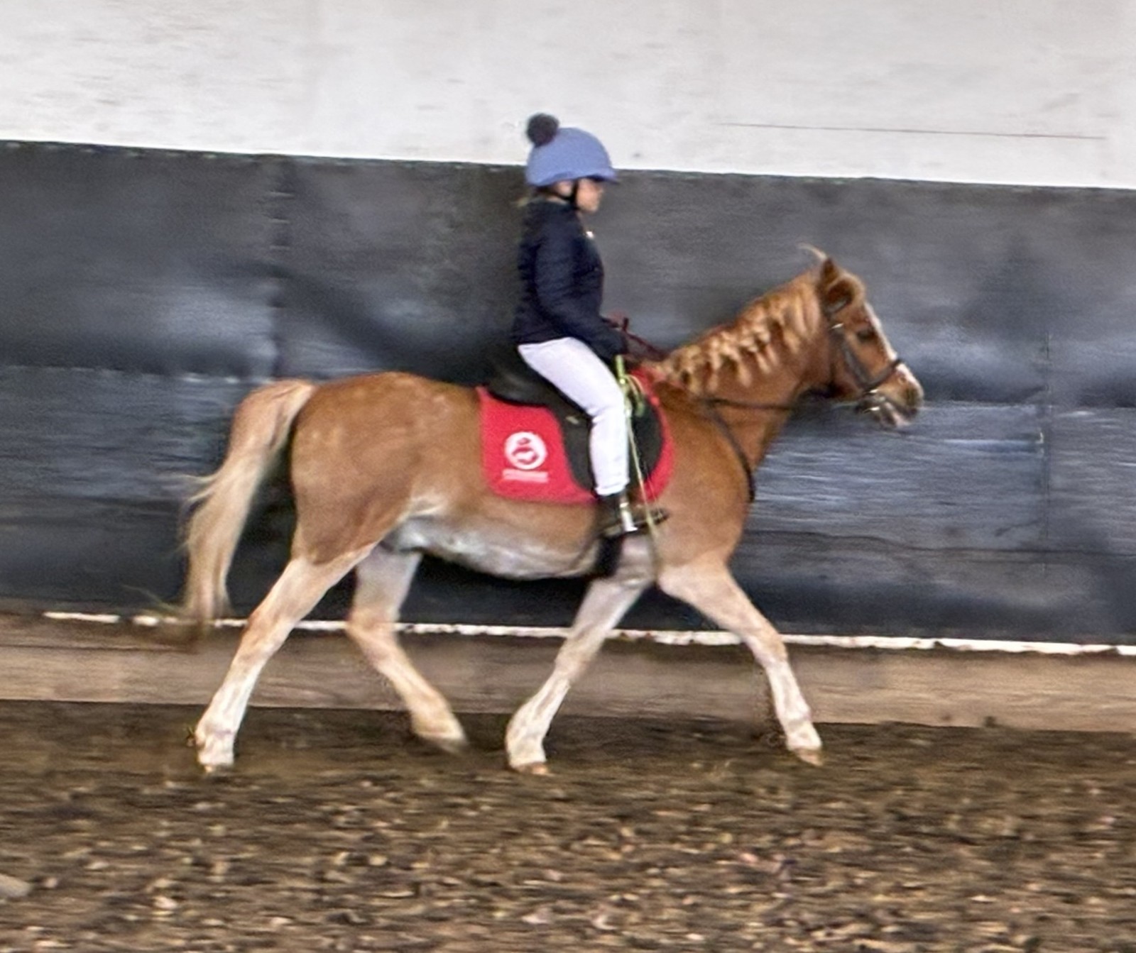 Penshaw Pony Days - image 8