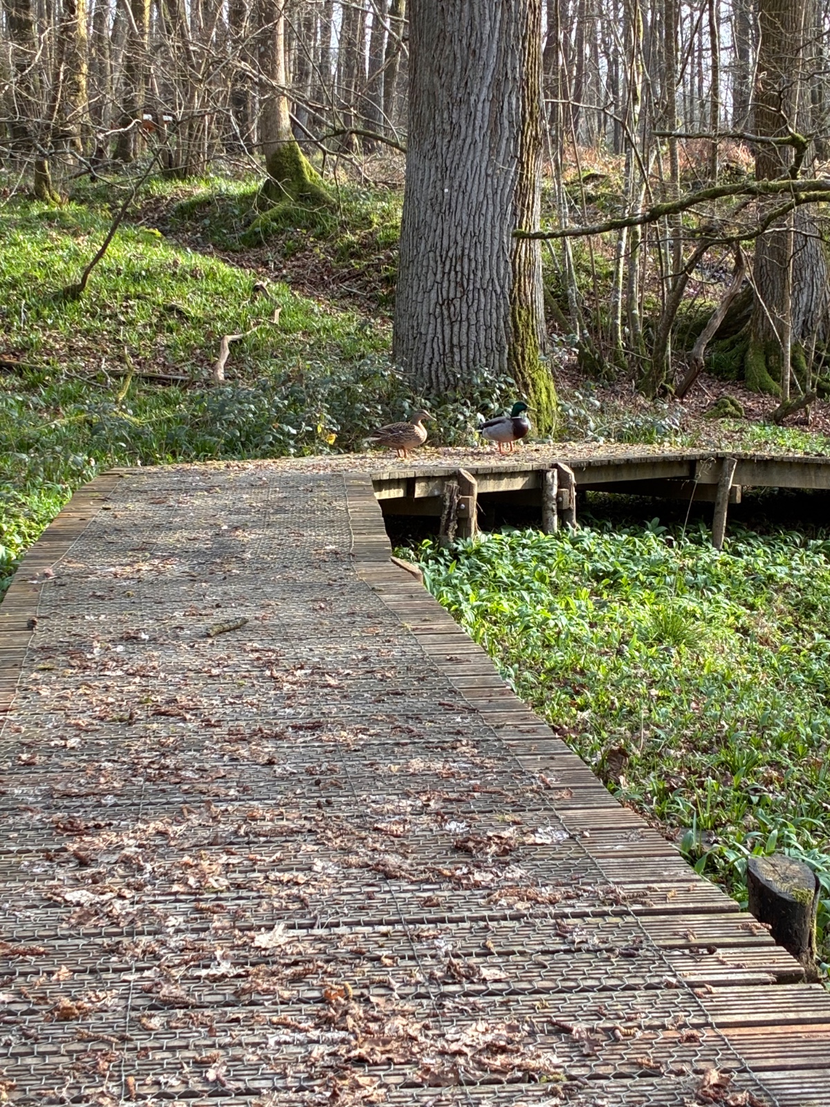 Wednesday Volunteers - image 4