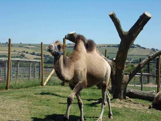 HWCP Trip: Chew Valley Animal Park block mentored by Hartcliffe and Withywood Community Partnership (HWCP)