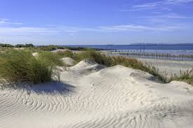 Y Plus - Beach or Swimming trip - image 3