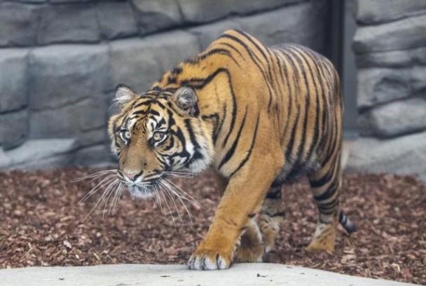 EHCP Twycross Zoo - image 2