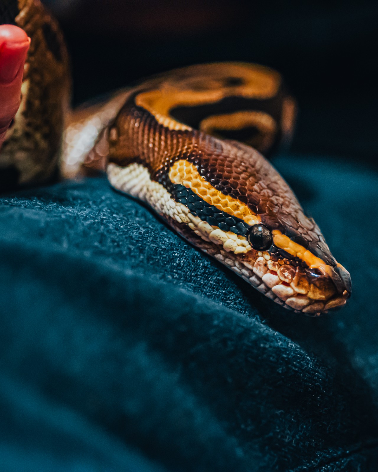 Reptile Ranger Holiday Activities & Food Club - image 9