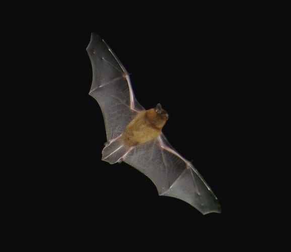 Bat Walk in Stanmer Park block mentored by Naturebytes