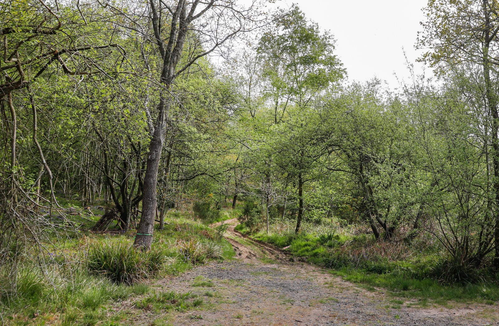 Cook in the Woods block mentored by Heart of England Forest